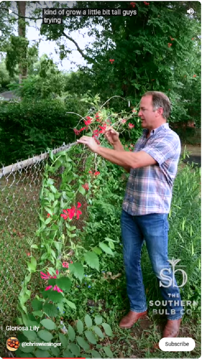 Gloriosa rothschildiana (Super Fire Lily) - 5 tubers