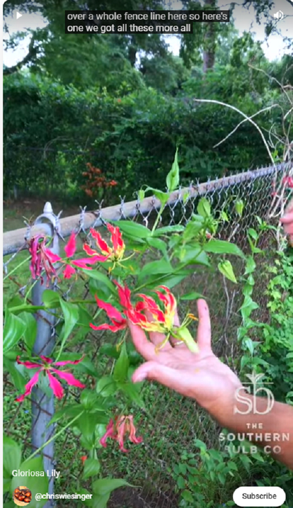 Gloriosa rothschildiana (Super Fire Lily) - 5 tubers