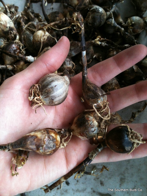 Available Now in Limited Supply! - (Pack of 5) - The Giant Prairie Lily - A Texas Native! Zones 7-10