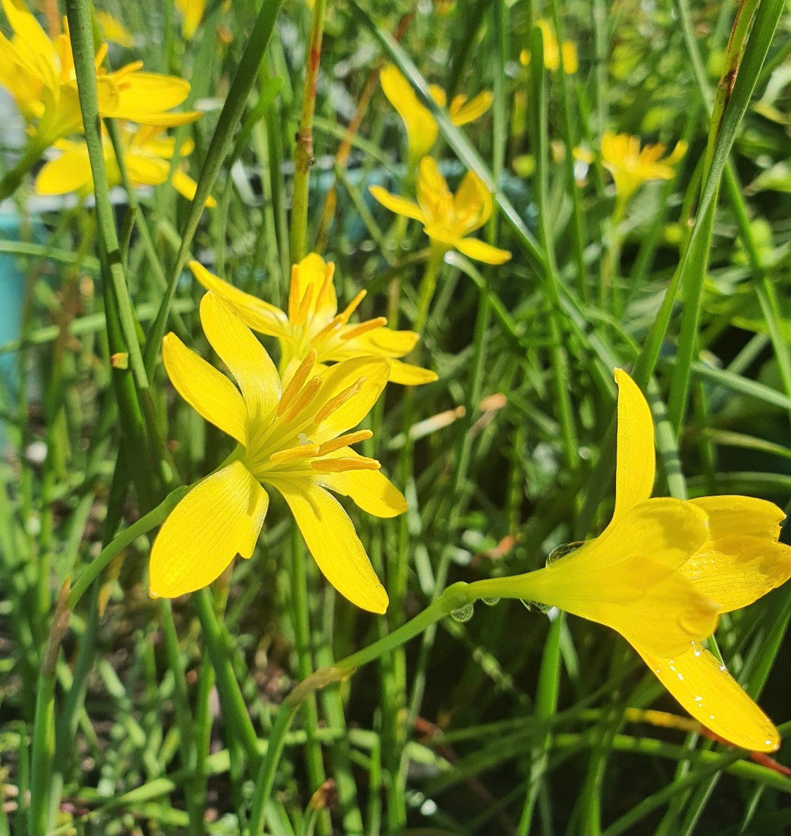 yellow lily like flower Zephyranthes citrina 'Yellow Rain Lilies'
