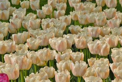 Tulipa 'Apricot Pride' - 5 bulbs