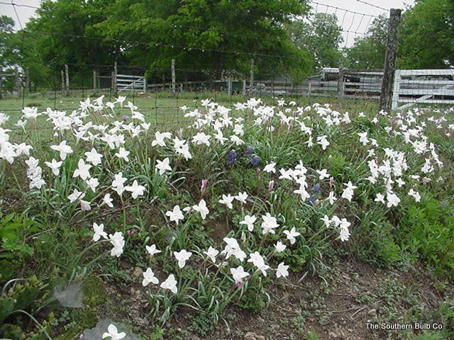 Available Now in Limited Supply! - (Pack of 5) - The Giant Prairie Lily - A Texas Native! Zones 7-10
