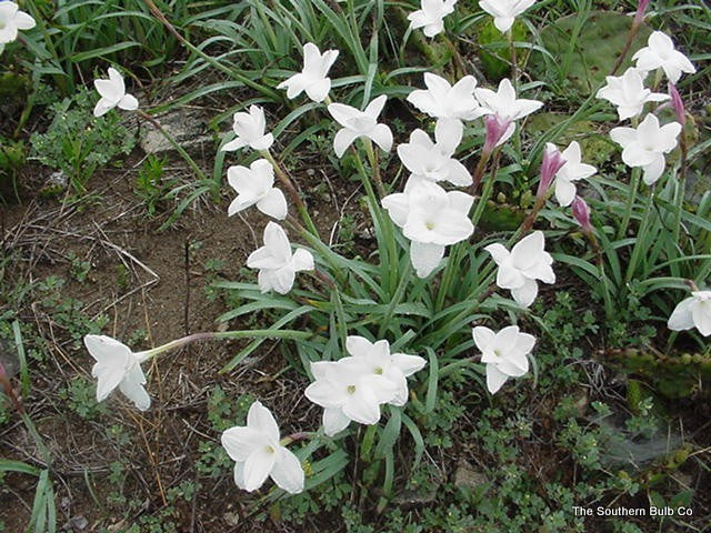 Available Now in Limited Supply! - (Pack of 5) - The Giant Prairie Lily - A Texas Native! Zones 7-10