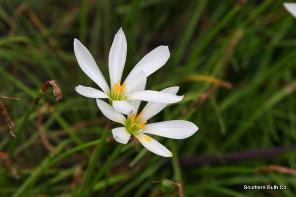 small white lilies Zephyranthes candida 'White Rain Lily'
