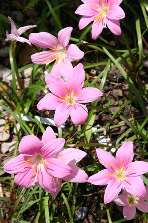 planting rain lily seeds Zephyranthes grandiflora 'Pink Rain Lily'