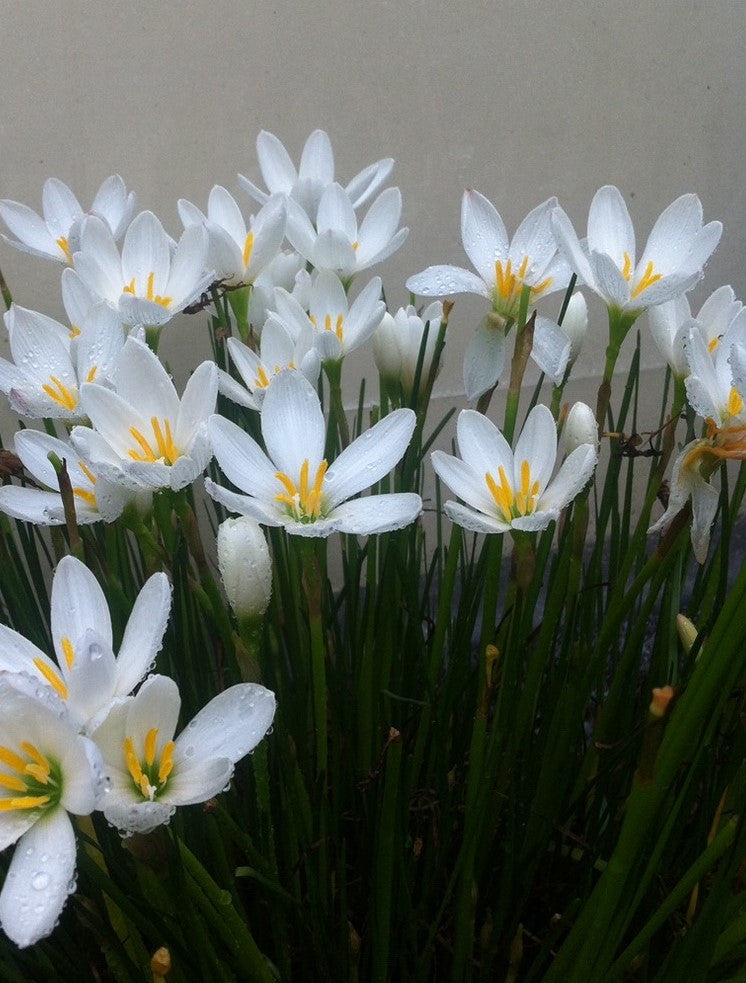 white rain lily bulbs Zephyranthes candida 'White Rain Lily'