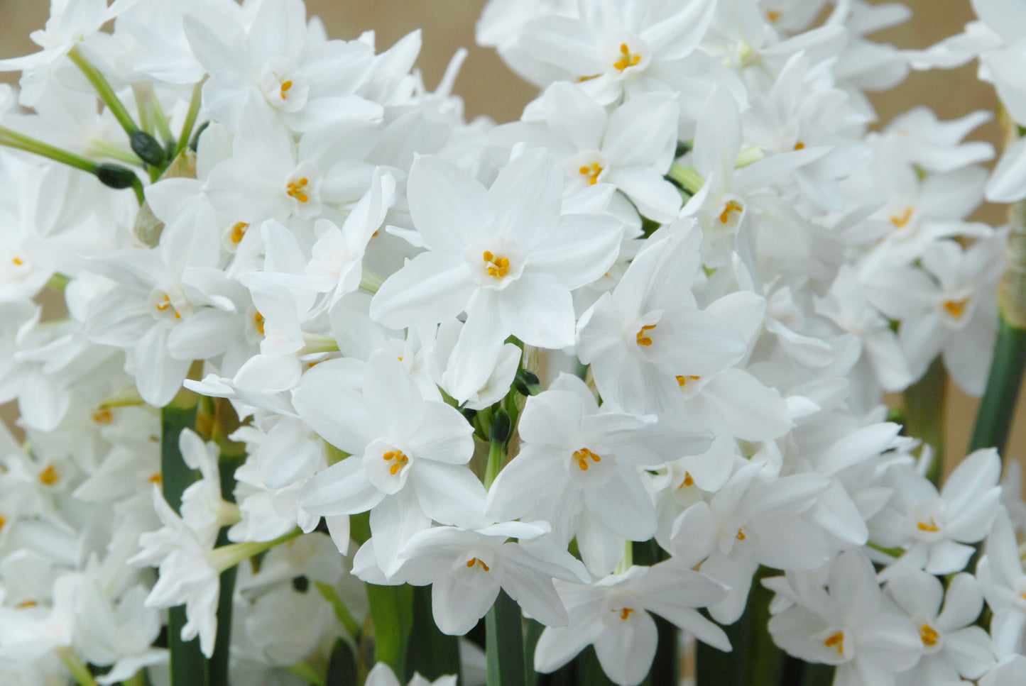 Paperwhite for Forcing Narcissus 'Ziva' -  5 bulbs