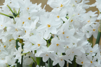 Paperwhite for Forcing Narcissus 'Ziva' -  5 bulbs