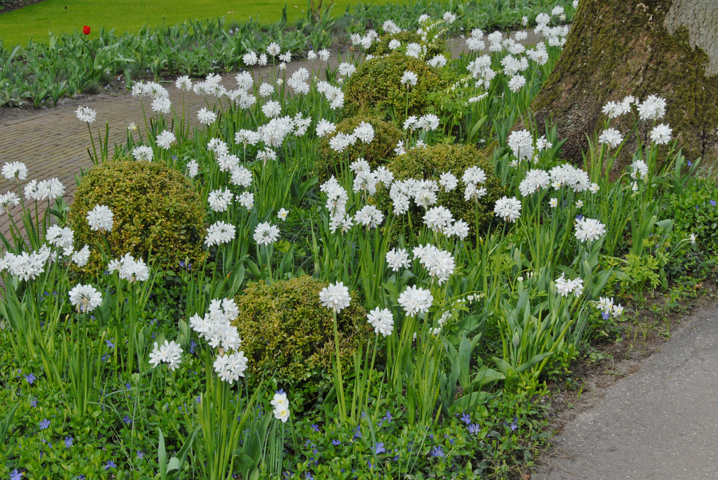 Paperwhite for Forcing Narcissus 'Ziva' -  5 bulbs