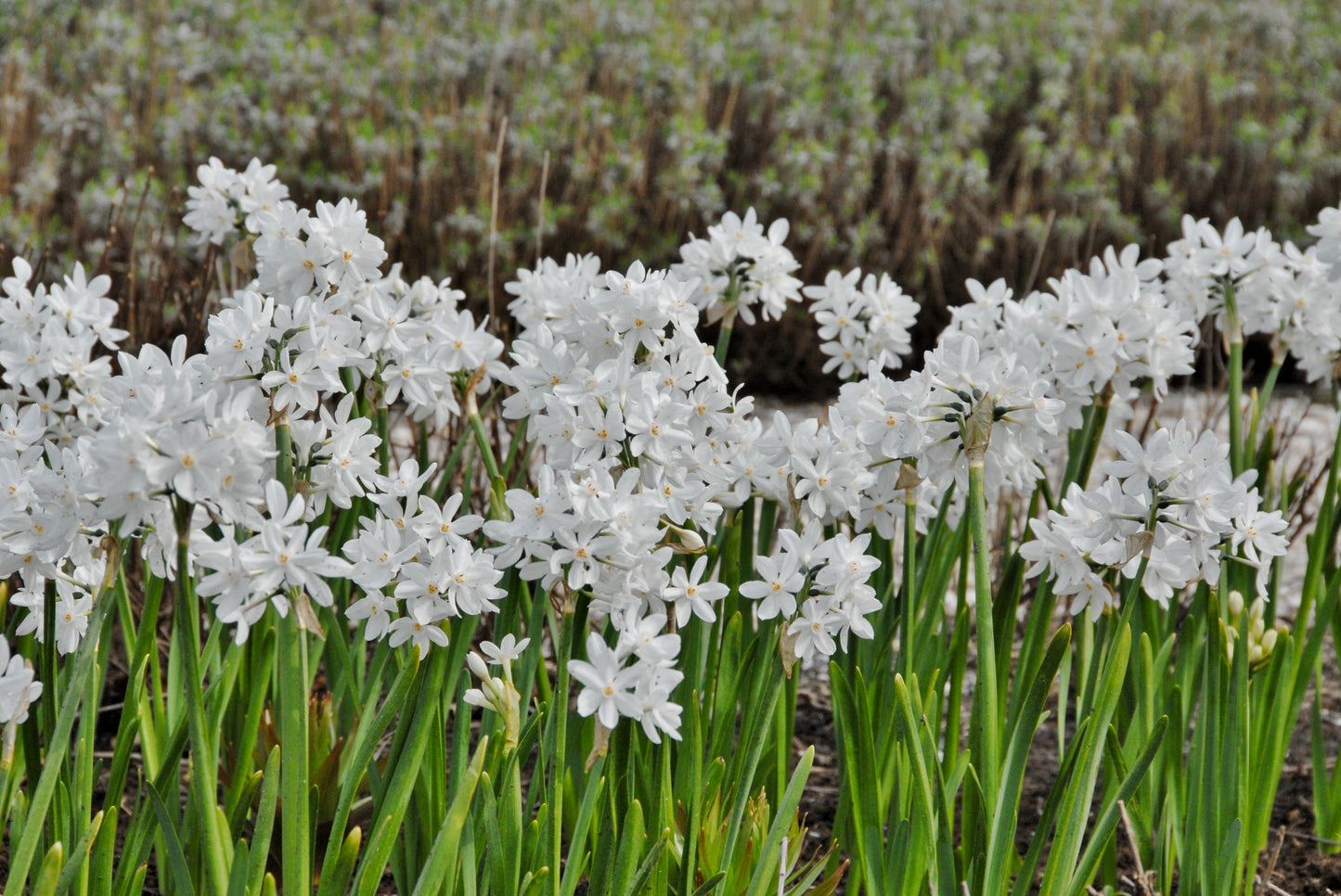 Paperwhite for Forcing Narcissus 'Ziva' -  5 bulbs