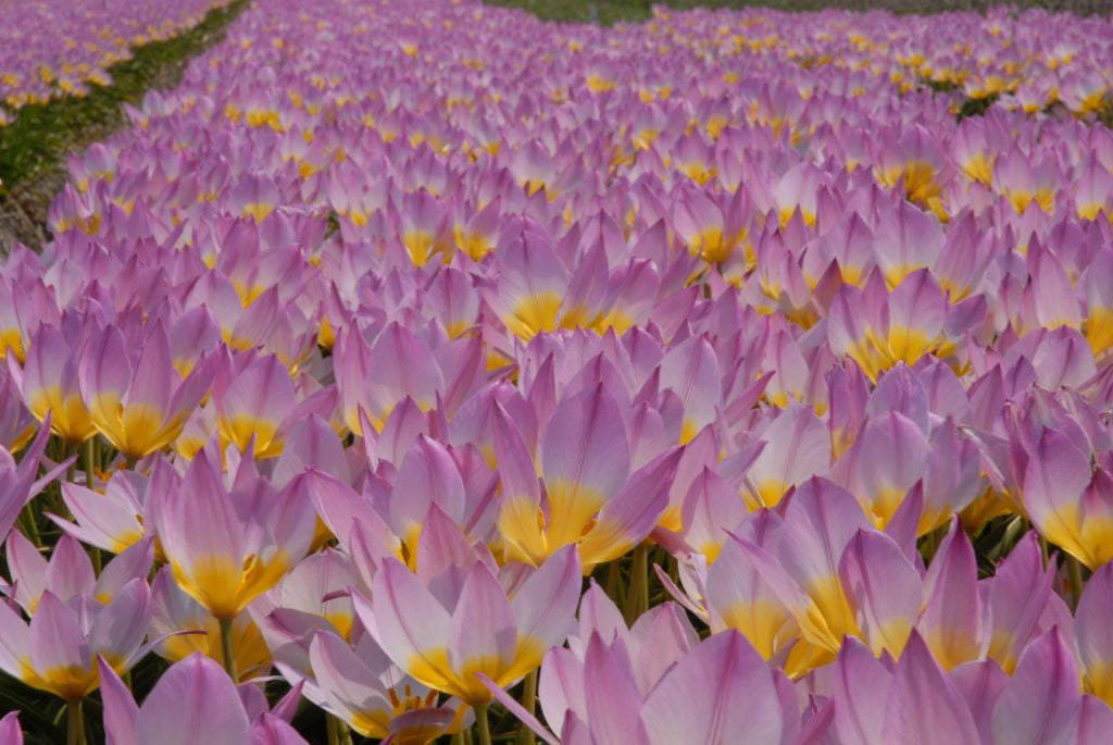 Tulipa bakeri 'Lilac Wonder' - 10 bulbs