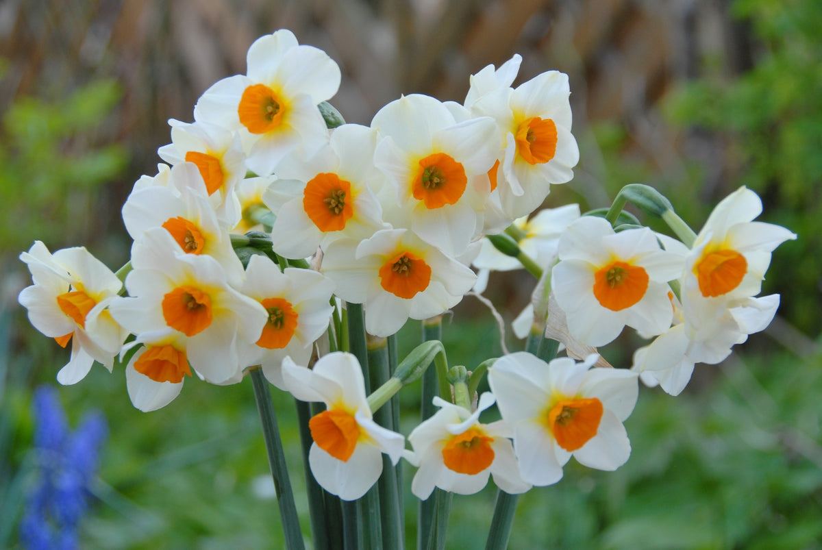 Daffodil 'Beautiful Eyes'