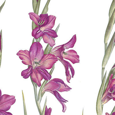 "Gladiolus byzantinus" is slender, elegant, and awe inspiring.  The classic gray background line drawing of the corm structure relates the viewer back to the first specimens collected along the southern coasts of Spain.