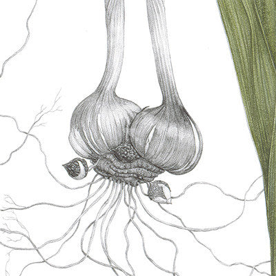 "Gladiolus byzantinus" is slender, elegant, and awe inspiring.  The classic gray background line drawing of the corm structure relates the viewer back to the first specimens collected along the southern coasts of Spain.