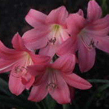 Crinum 'Bradley' - 1 bulb