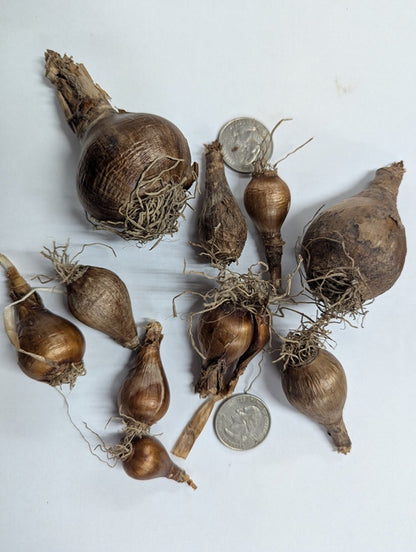 Old-Fashioned Paperwhites - 10 bulbs
