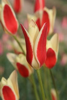 Tulipa clusiana 'Tinka' - 10 bulbs