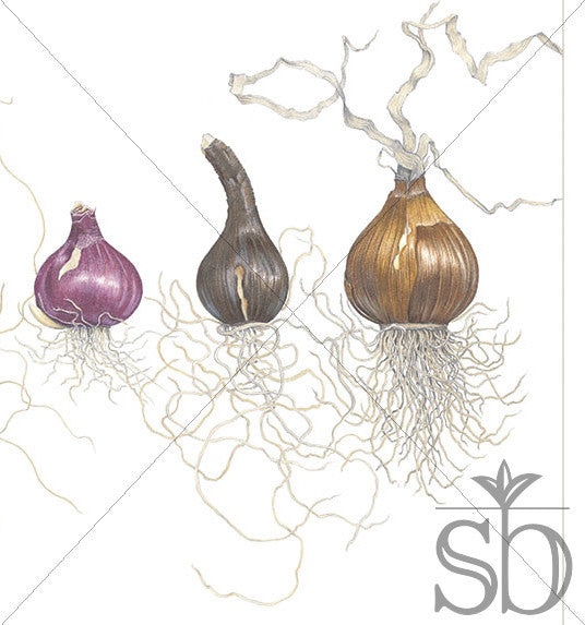 "Bulbs in a Line" is the signature piece of this collection.  It has been highly praised and sought after by garden lovers, home decorators, and those that see and recognize the excellence of the piece.