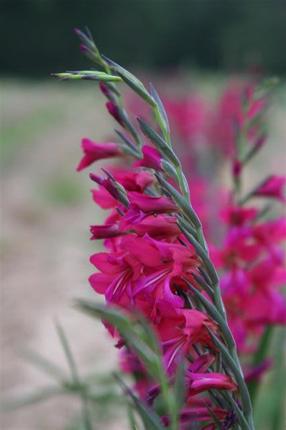 Gladiolus byzantinus 'Byzantine Gladiolus' - 3 bulbs