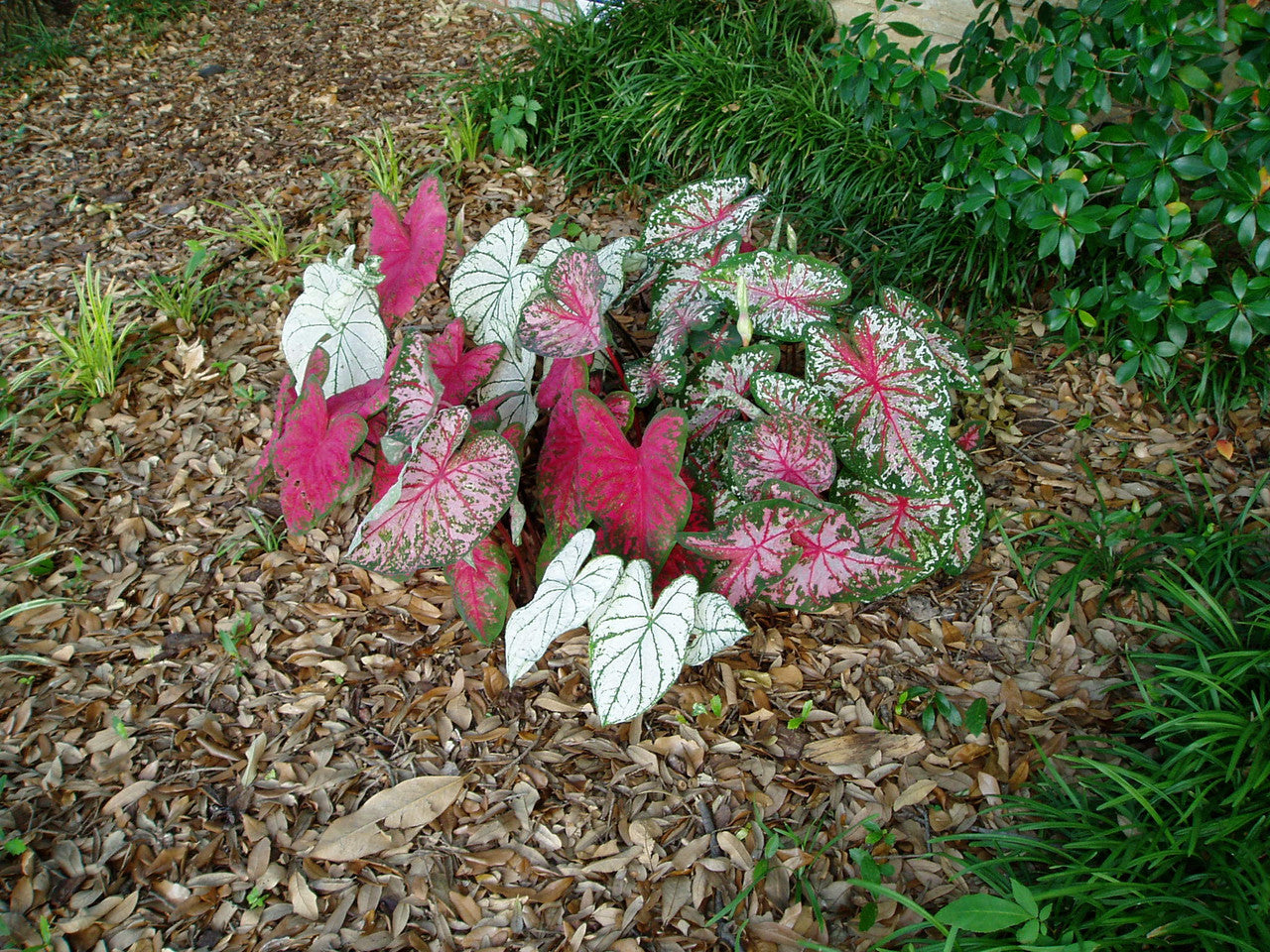 Caladium 'Carolyn Whorton' - 5 tubers