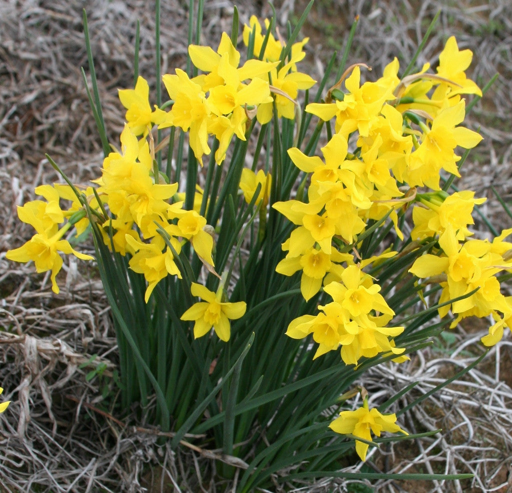 Southern Bulbs Campernelle