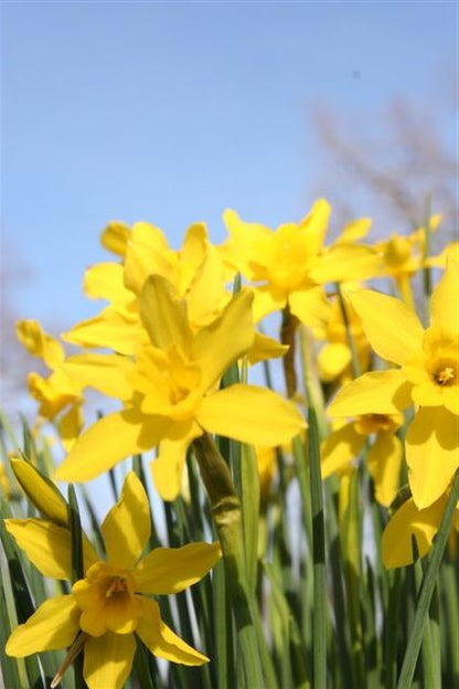 Heirloom 'Campernelle' - 10 bulbs