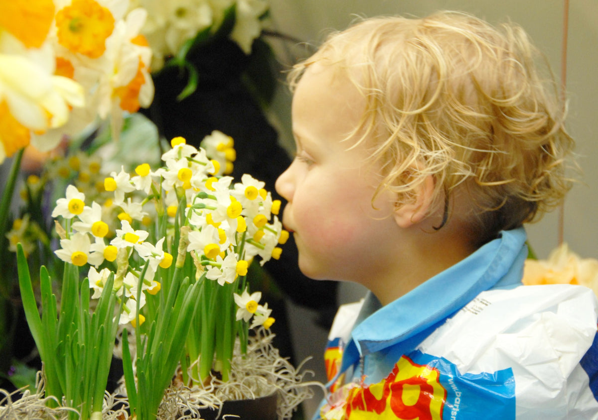 Daffodil 'Canaliculatus'