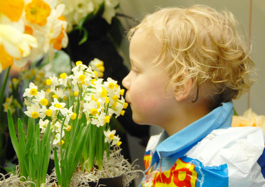 Daffodil 'Canaliculatus'
