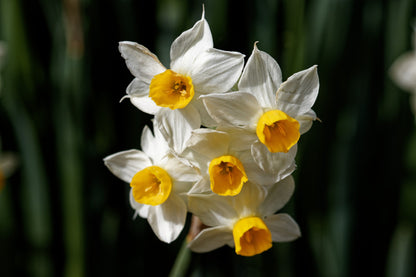 Daffodil 'Canaliculatus'