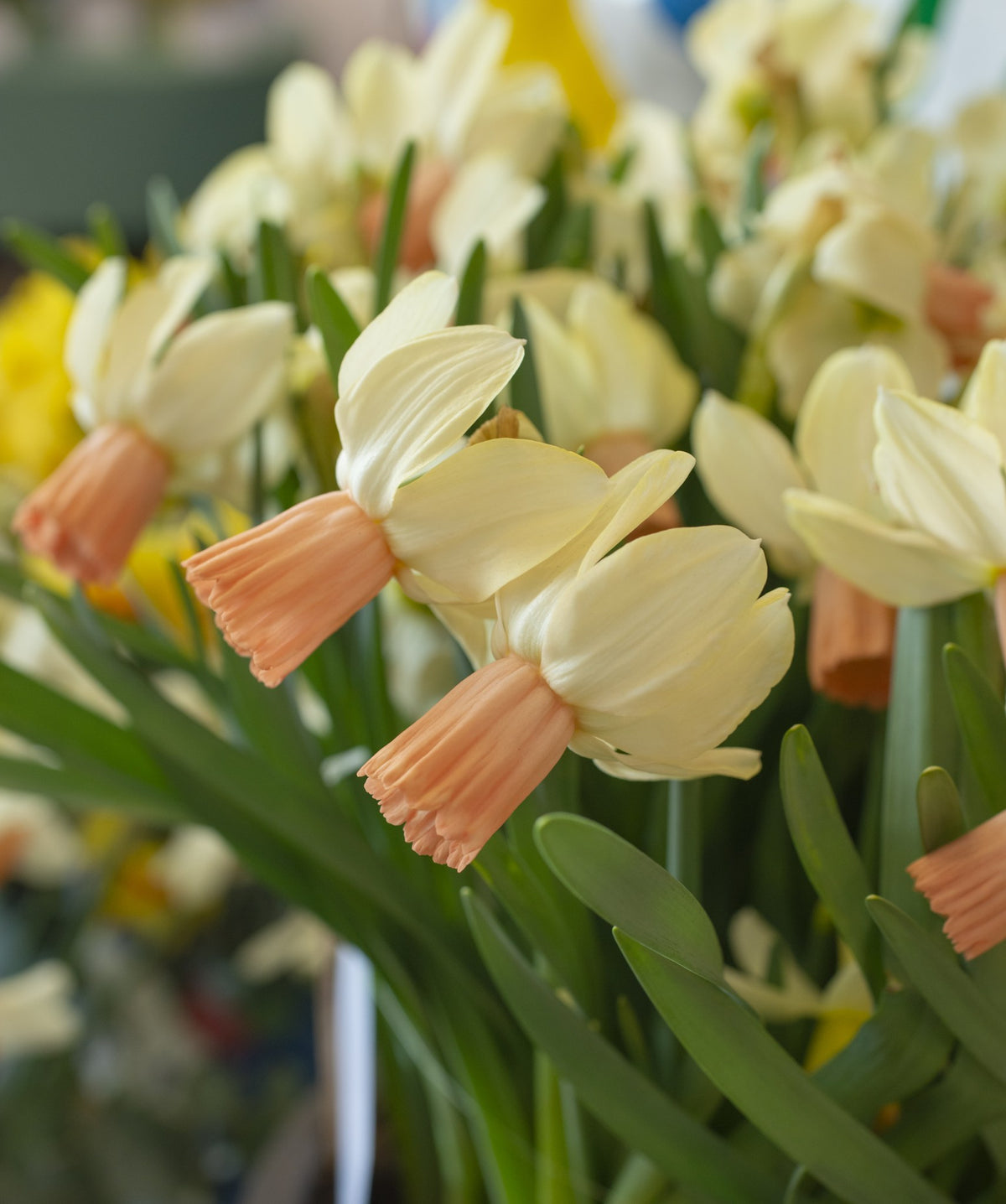 Daffodil 'Carice'