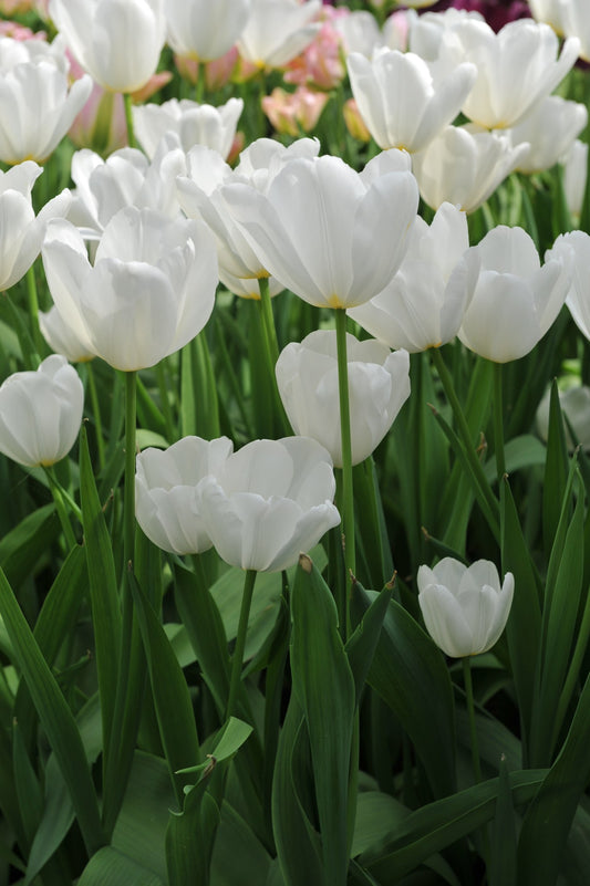 Tulipa 'Catherina'