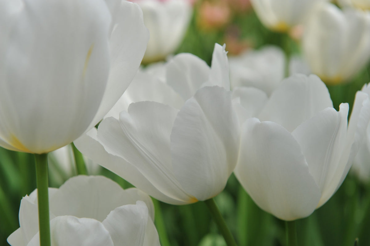 Tulip 'Catherina'