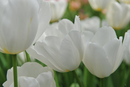 Tulip 'Catherina'
