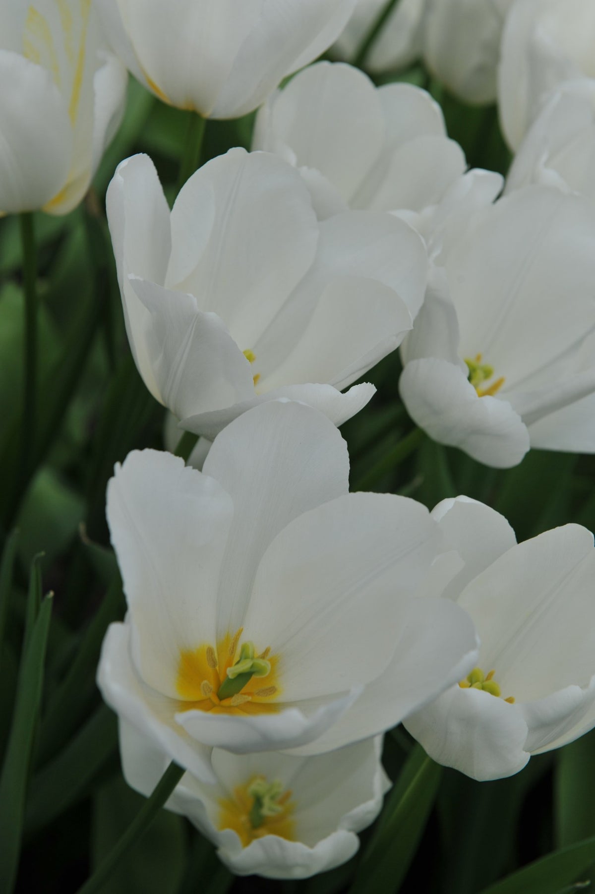 Tulip 'Catherina'