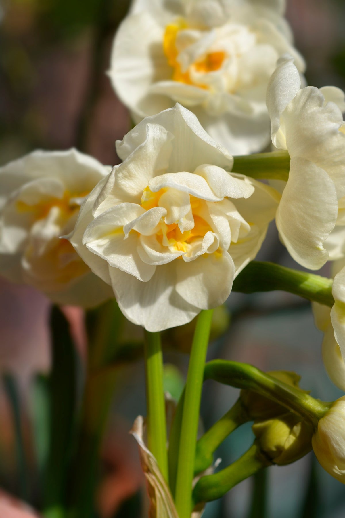 Daffodil 'Cheerfulness'