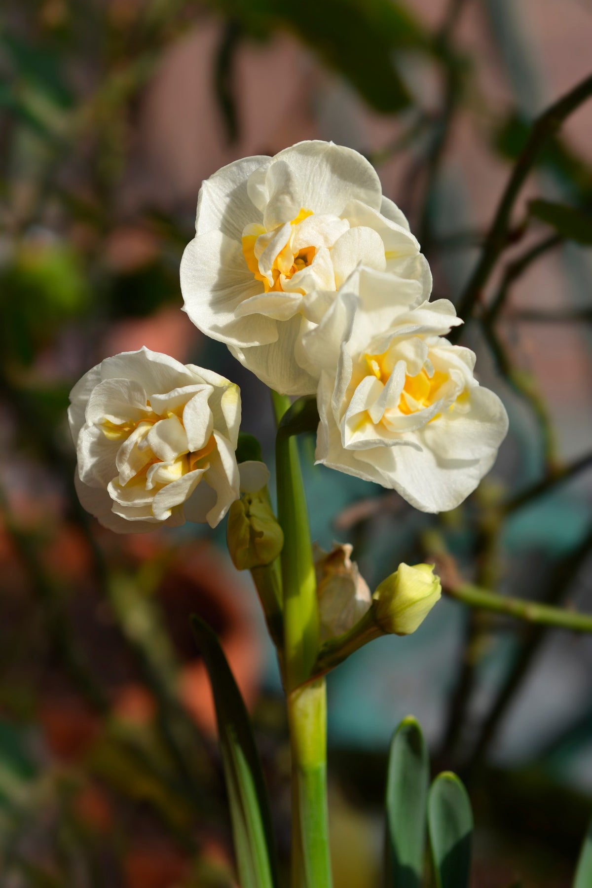 Daffodil 'Cheerfulness'