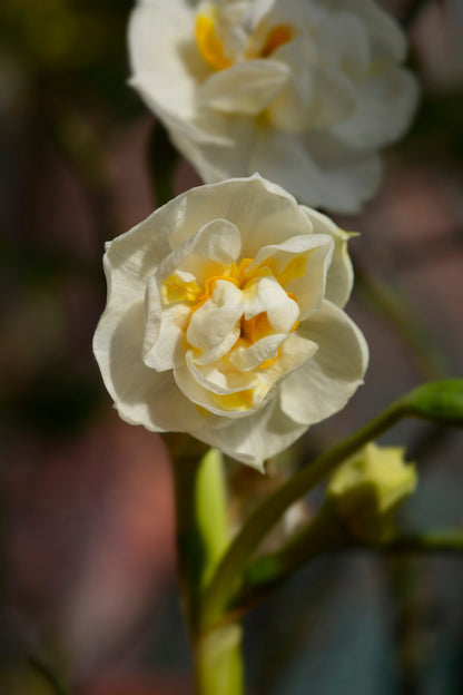 Daffodil 'Cheerfulness'