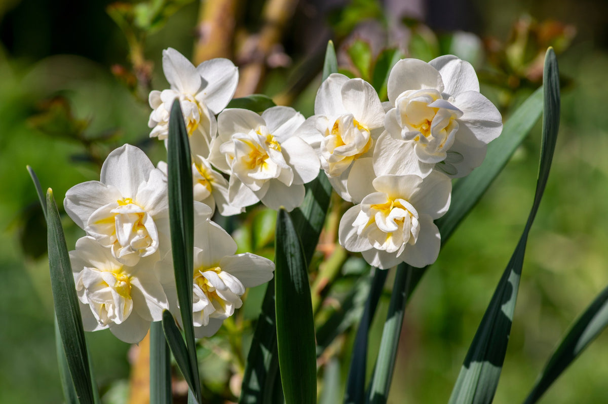 Daffodil 'Cheerfulness'