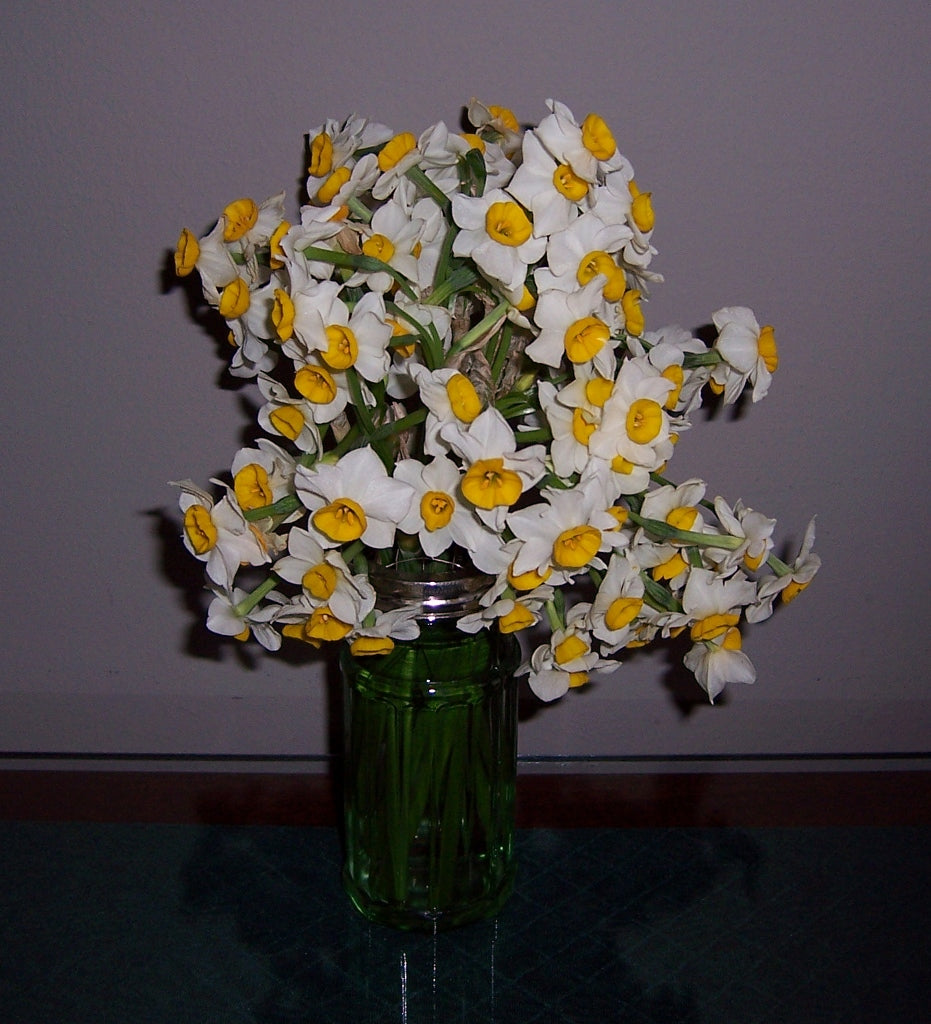 A fresh-cut bouquet of Chinese Sacred Lily blooms