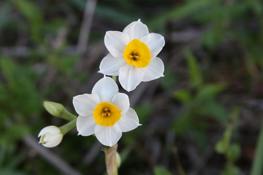 Chinese Sacred Lily — crisp white petals with golden cups