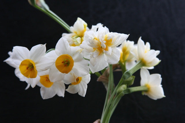 (Pack of 3) Wonderful citrus fragrance with long-lasting clusters of orange and white blooms. Zones 8b-10