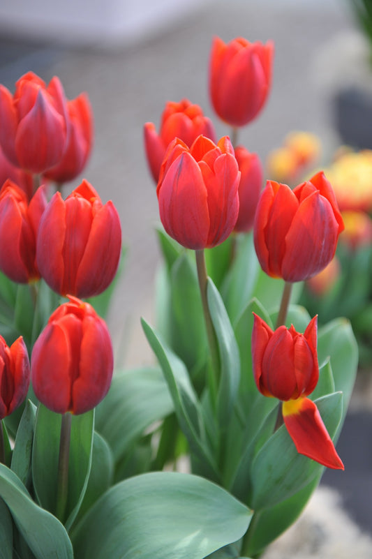 Tulipa 'Couleur Cardinal'