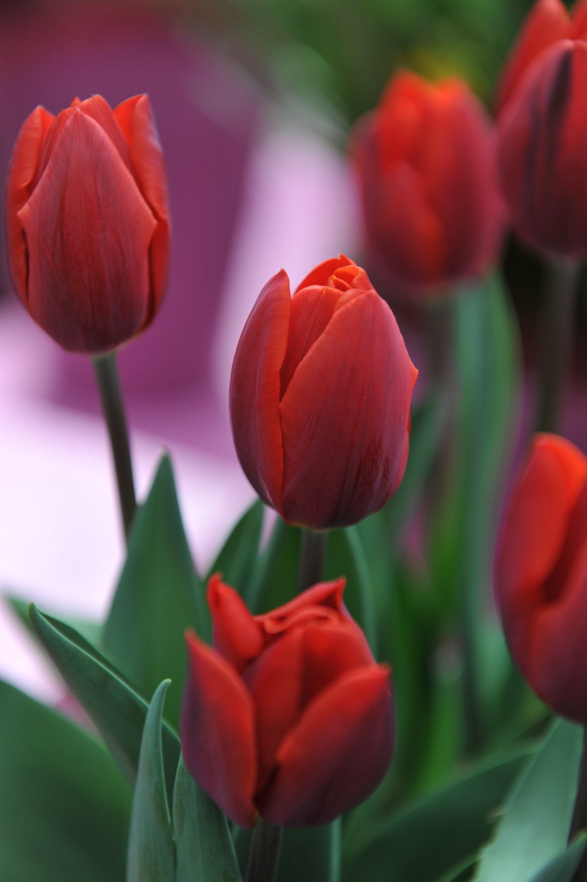 Tulip 'Couleur Cardinal'