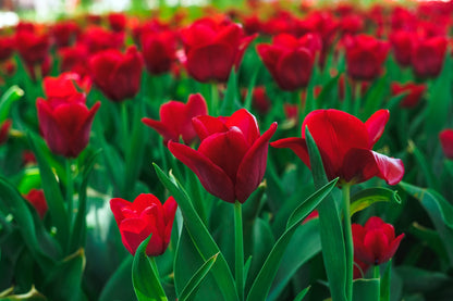 Tulip 'Couleur Cardinal'