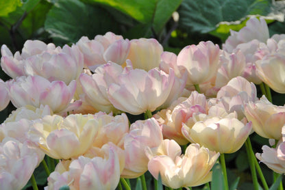 Tulipa 'Creme Upstar'