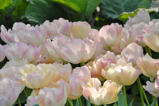 Tulipa 'Creme Upstar'