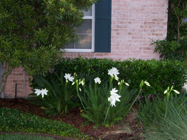 Crinum jagus blooming in a front garden bed