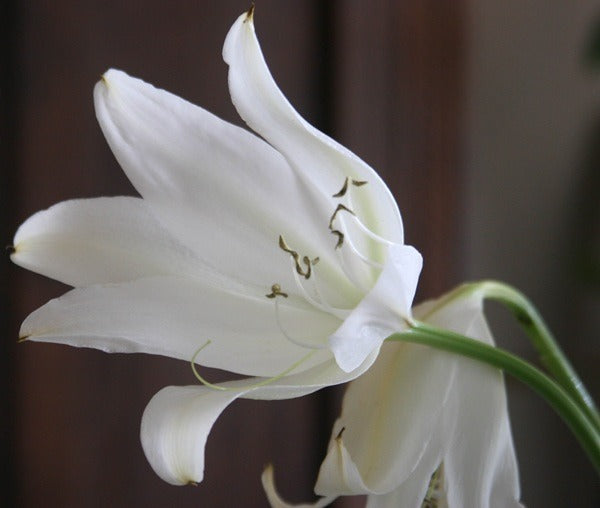 Crinum jagus bloom close-up with petals rolled back