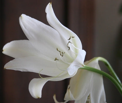 Crinum jagus bloom close-up with petals rolled back