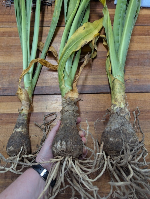Freshly dug Crinum jagus bulbs — small, regular, and jumbo sizes